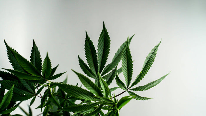 Cannabis et guerre contre la drogue : analyse d'un échec mondial