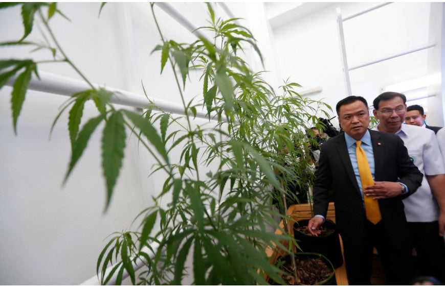 Les patients et agriculteurs thailandais peuvent cultiver et commercialiser leur cannabis médical