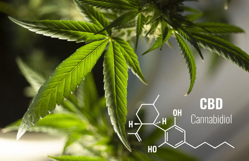 As easy as CBD : l’ABCDaire du CBD