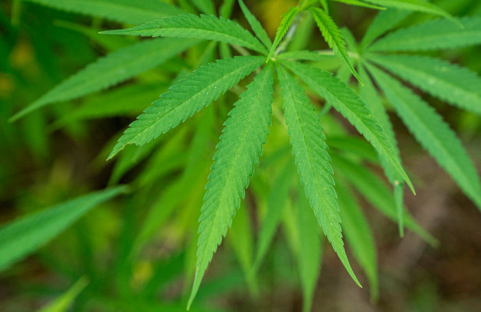 Est-il possible d’utiliser le CBD pour se sevrer du cannabis ?