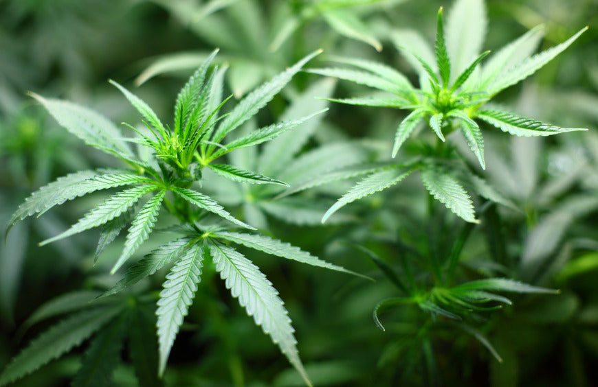 Les méthodes d’extraction du CBD à partir de la plante de chanvre