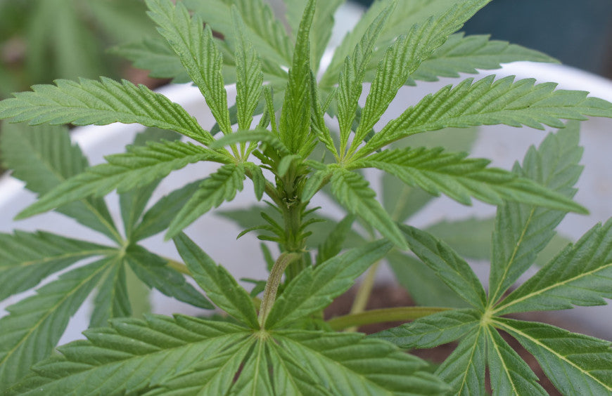 Vrai ou Faux : tout ce que vous devez savoir sur le CBD – Partie 2
