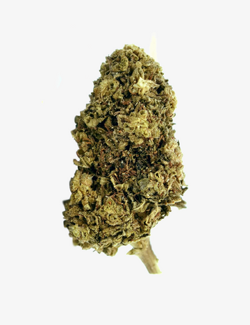 Nordlichter CBD