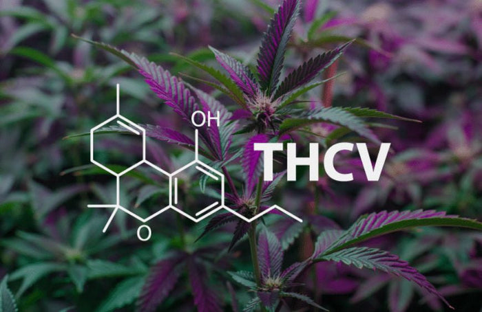 THCV, le nouveau venu dans le monde des cannabinoïdes