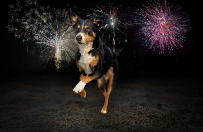 Chien, chat, est-ce que le CBD peut les calmer lors d'un feu d'artifice ?