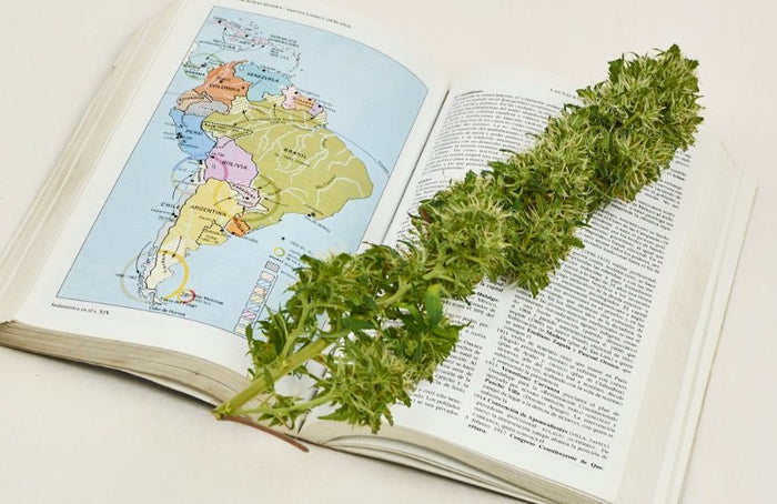 L'Amérique du Sud s'ouvre au cannabis