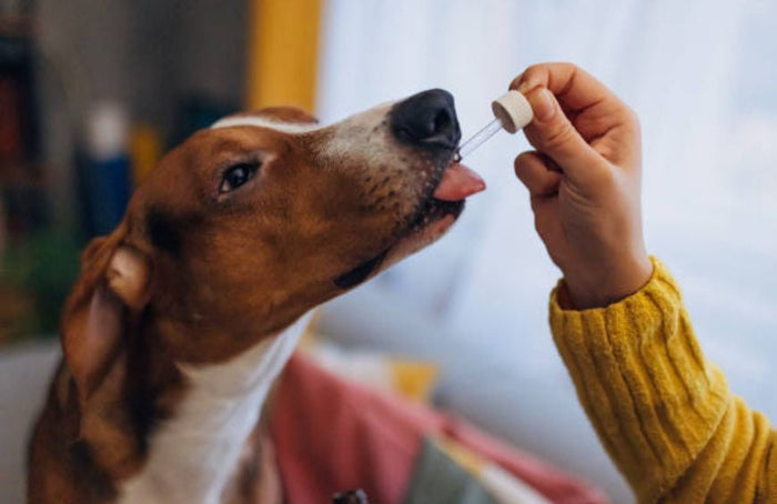 Prendre soin de son chien grâce au CBD