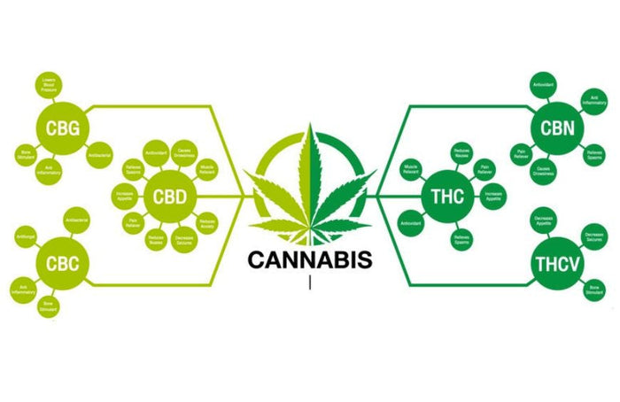 La science se penche sur la génétique liée à la synthèse des cannabinoïdes