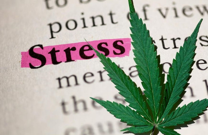 Quelles sont les meilleures fleurs de CBD pour réduire le stress et l'anxiété ?