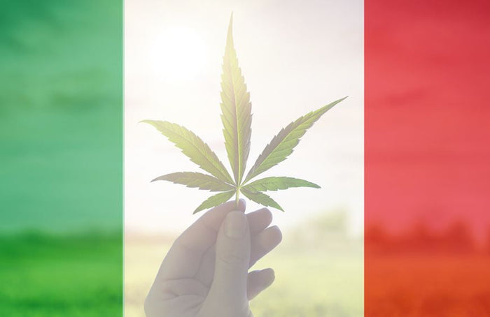 L'Italie autorise enfin les fleurs de CBD