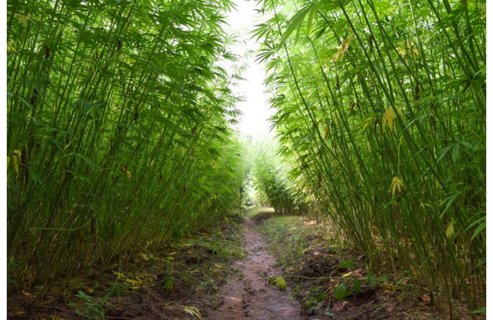 Le chanvre, une plante plus utile que les arbres pour capturer le carbone