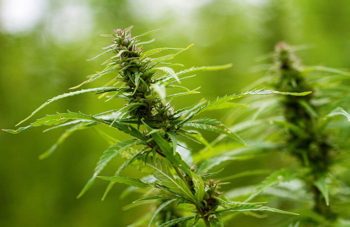 Tout savoir sur le HHC, cette nouvelle molécule du cannabis