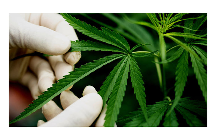 Tout savoir sur le CBN !