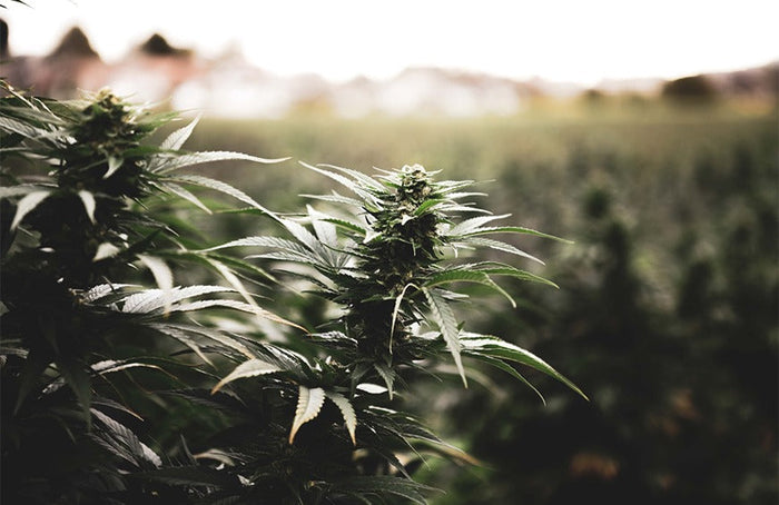 Quand le gouvernement français s’en prend au chanvre bio