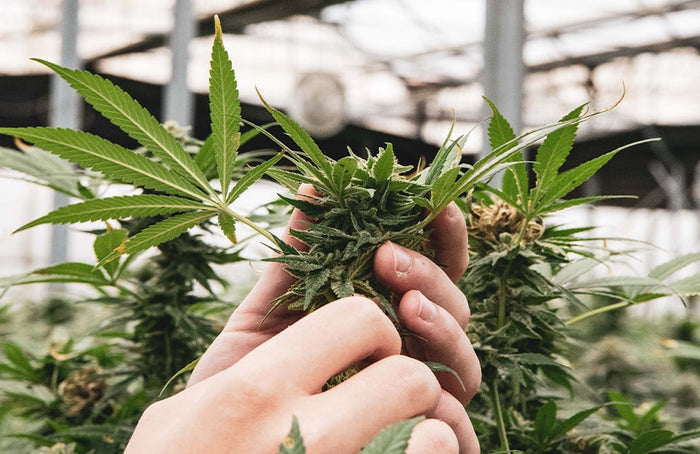 L’État français outrepasse ses droits et interdit la commercialisation des fleurs de CBD