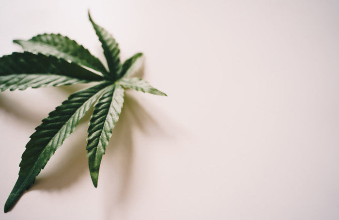 Une journée avec du CBD