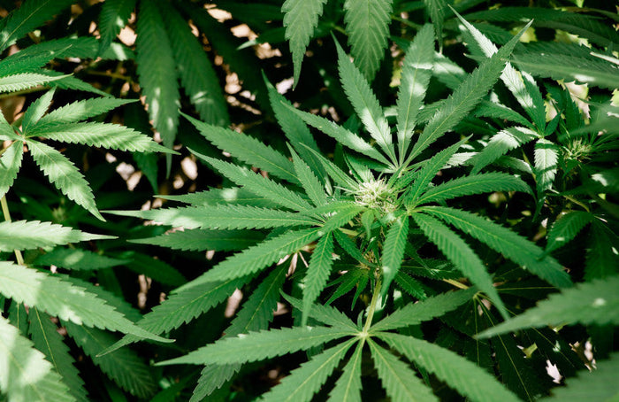 Pourquoi le CBD ne rencontre pas le succès qu’il mérite en France