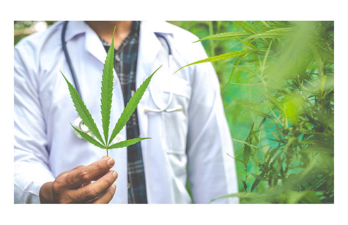 CBD et santé : des contre-indications ?