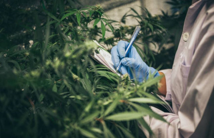 Comment faire carrière dans le CBD ?