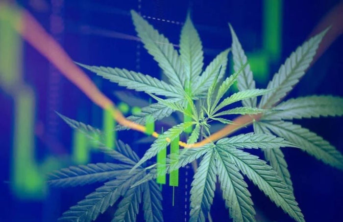 Les 5 bonnes raisons de se lancer dans le CBD