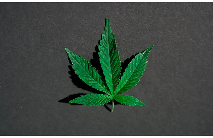 Élus et professionnels du CBD se mobilisent à Marseille pour la légalisation du cannabis