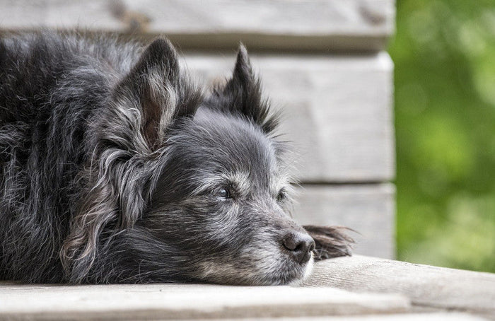 Soulager l’arthrose chez le chien grâce à l’huile de CBD
