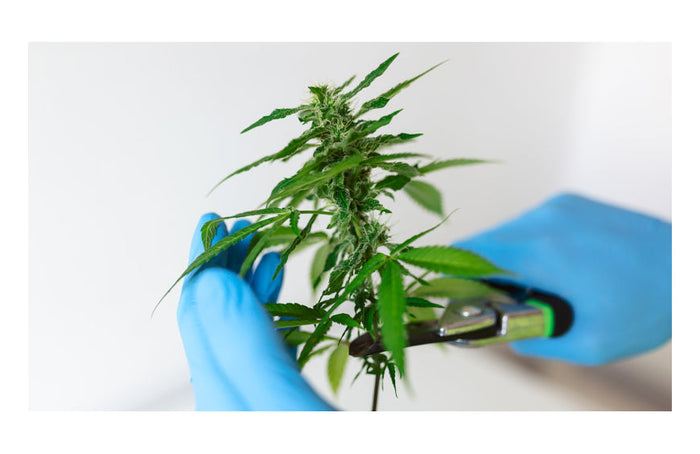 Indica vs Sativa : les différences à connaître