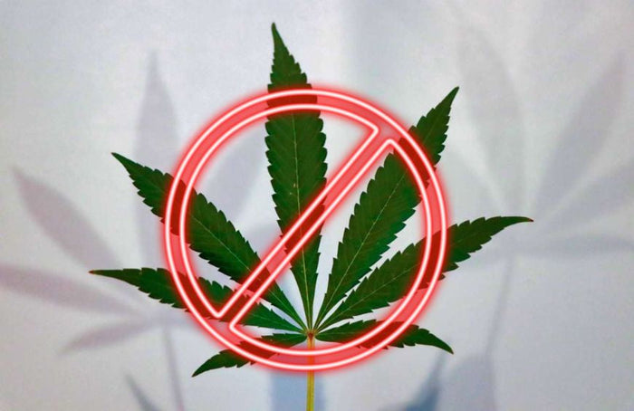 Quelles sont les contre-indications au CBD ?