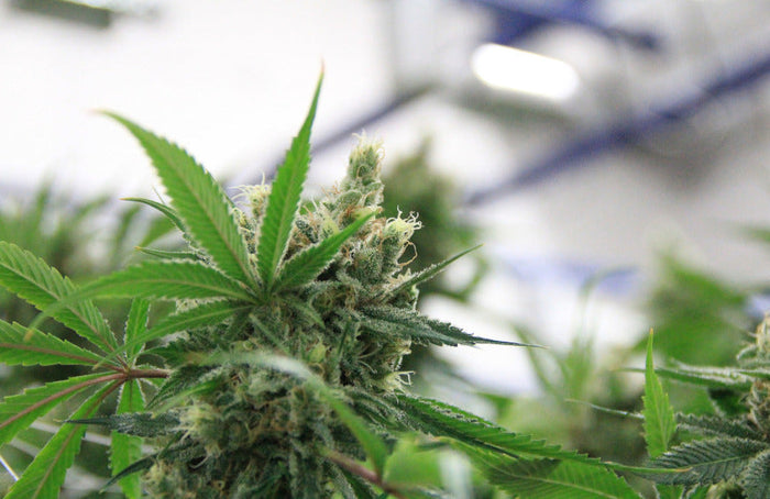 Le Conseil d’État légalise les fleurs de CBD !