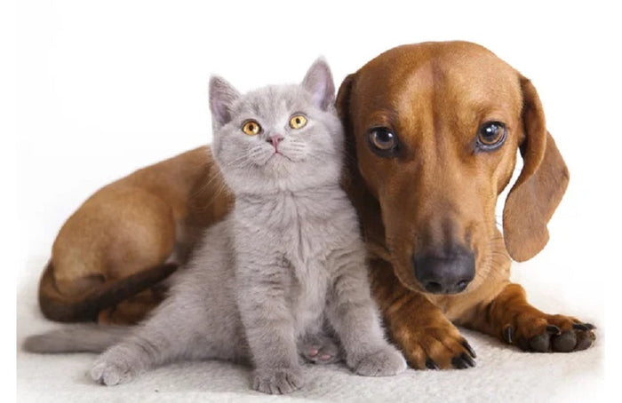 Est-ce que je peux donner du CBD à mon animal ?