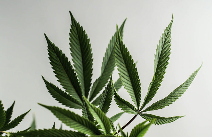 Le sort des fleurs de CBD entre les mains du Conseil d’État