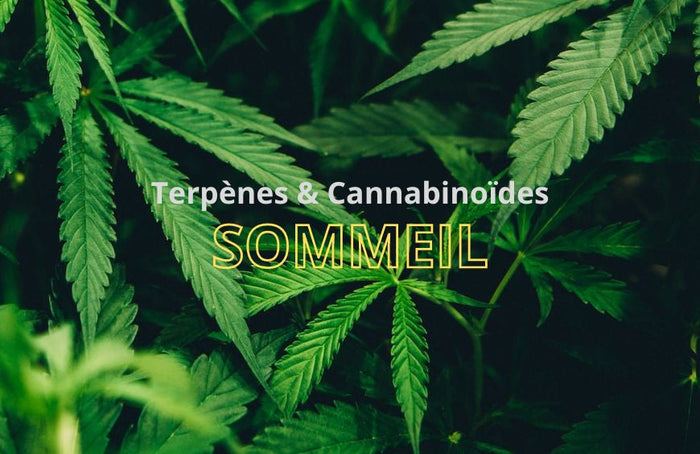 Les cannabinoïdes et les terpènes aideraient à avoir un sommeil plus réparateur