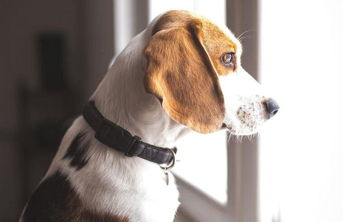 Stress de séparation chez le chien : quelles sont les solutions ?