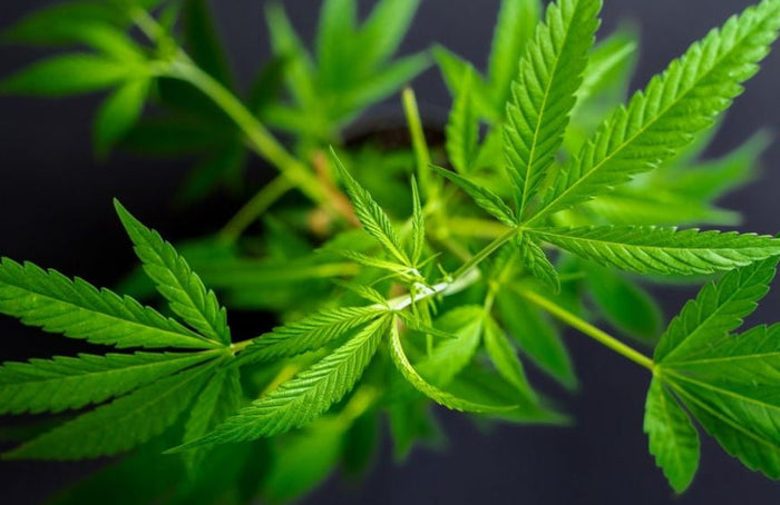 Le cannabis, qu'est-ce que c'est ?