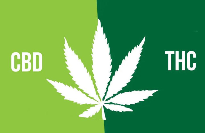 CBD vs THC : tout ce qu'il faut savoir