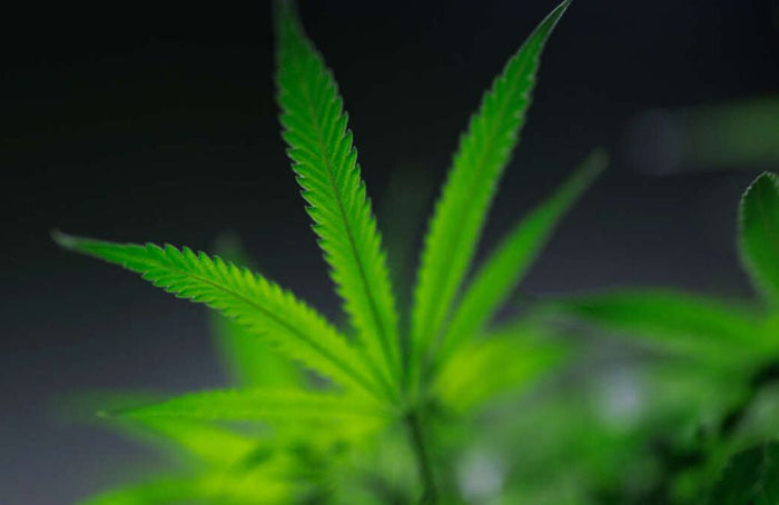 Cannabis en Europe : les dernières news de la rentrée