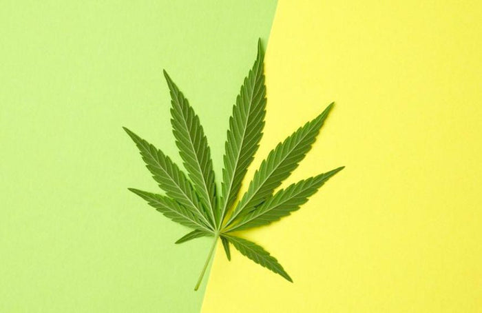 HHC et THC, quelles sont les différences ?