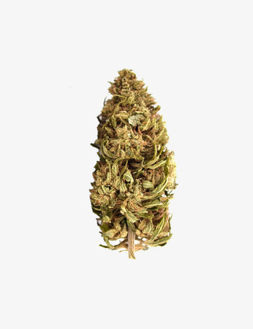 Nordlichter CBD