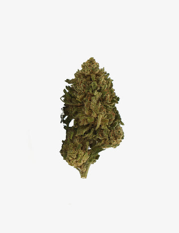 Nordlichter CBD