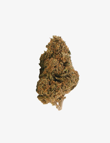 Nordlichter CBD
