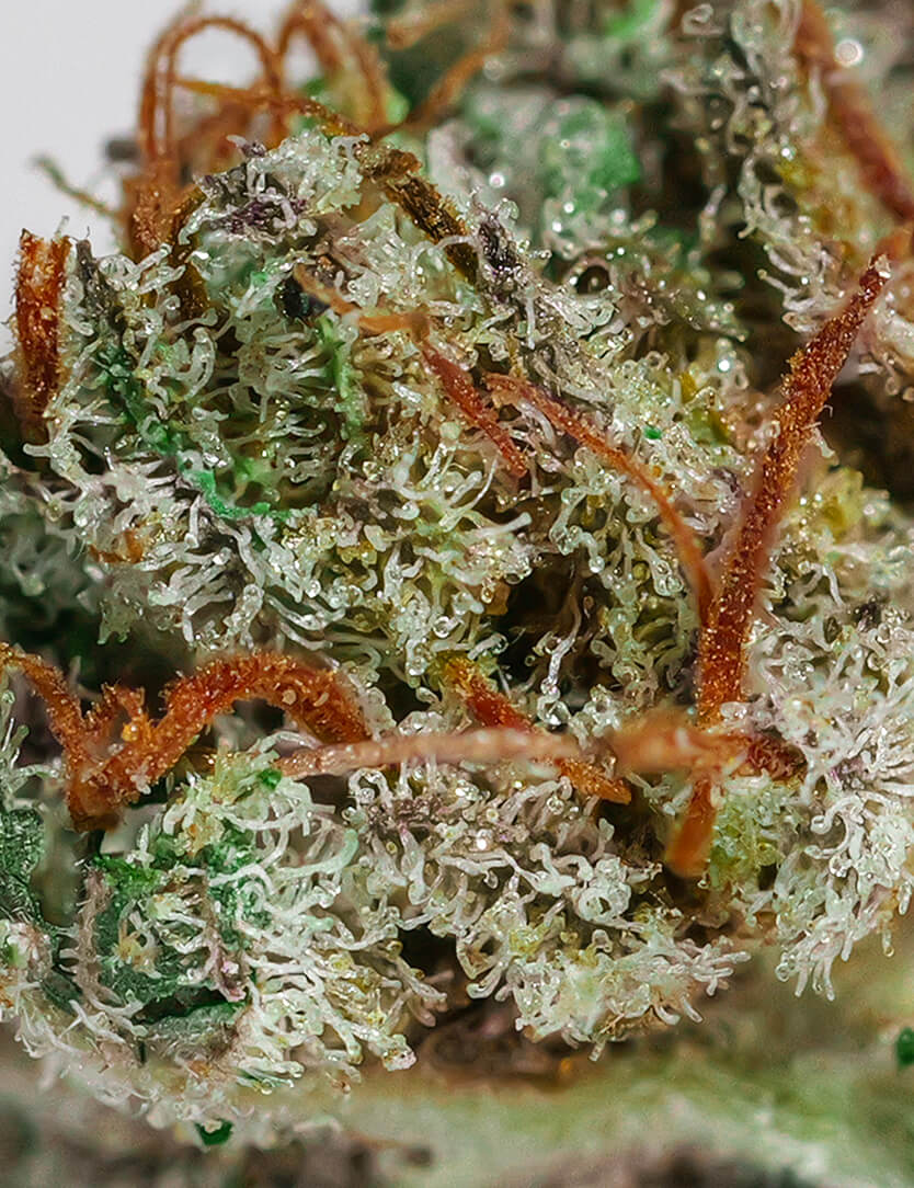 Master Kush CBD