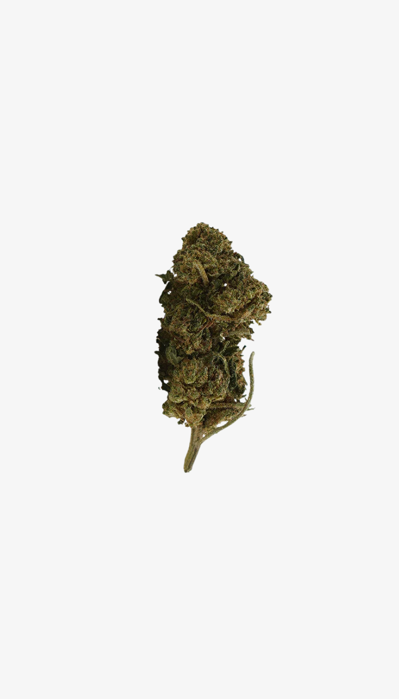 Orange Bud CBD