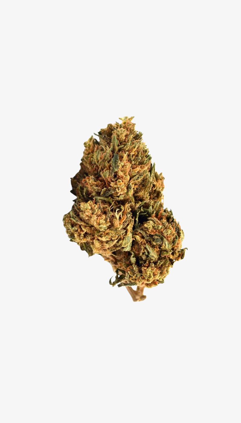 Orange Bud CBD
